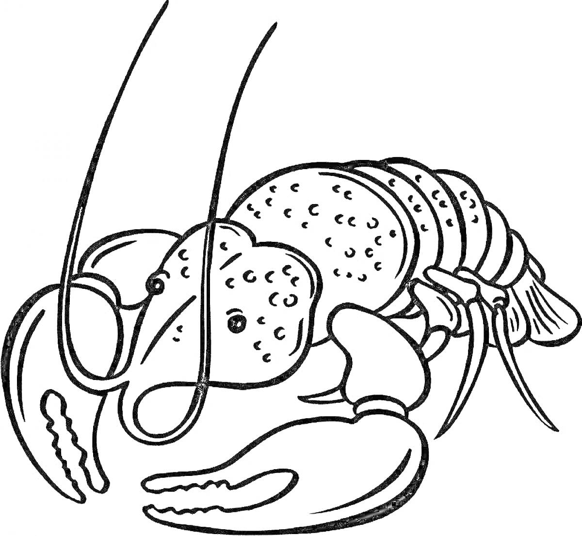 На раскраске изображено: Рак, Клешни, Для детей, Морские животные, Креветка