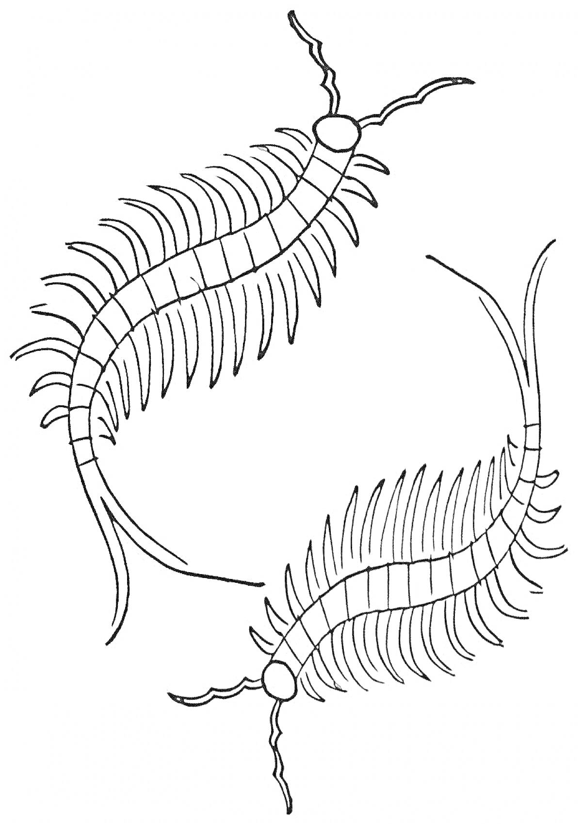 две сороконожки с антеннами и сегментированным телом