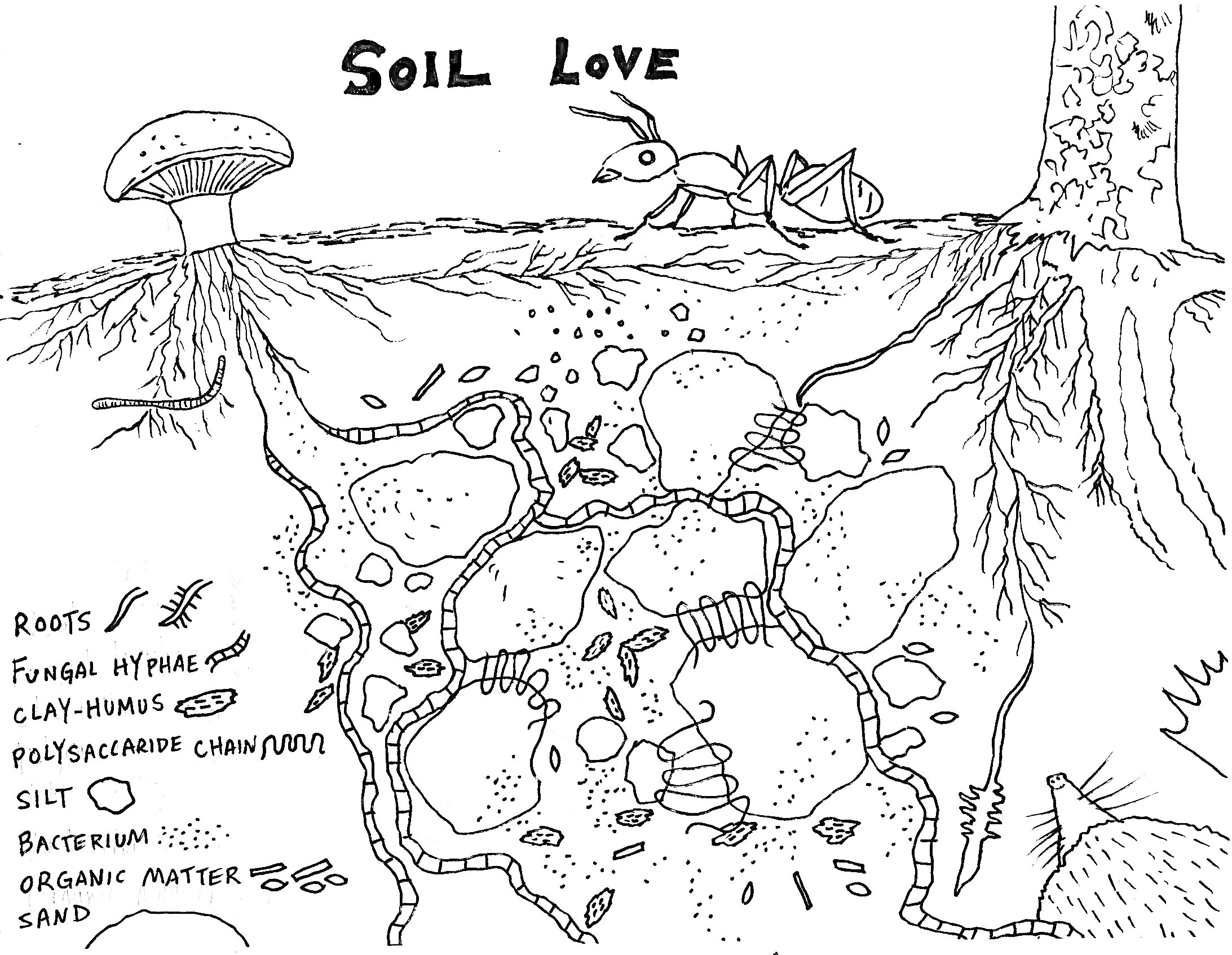 Почва. Грибы, муравей, дерево, корни, органические вещества, камни и песок