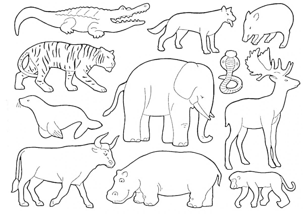 Раскраска Крокодил, волк, кабан, тигр, тюлень, слон, кобра, олень, буйвол, бегемот, обезьяна