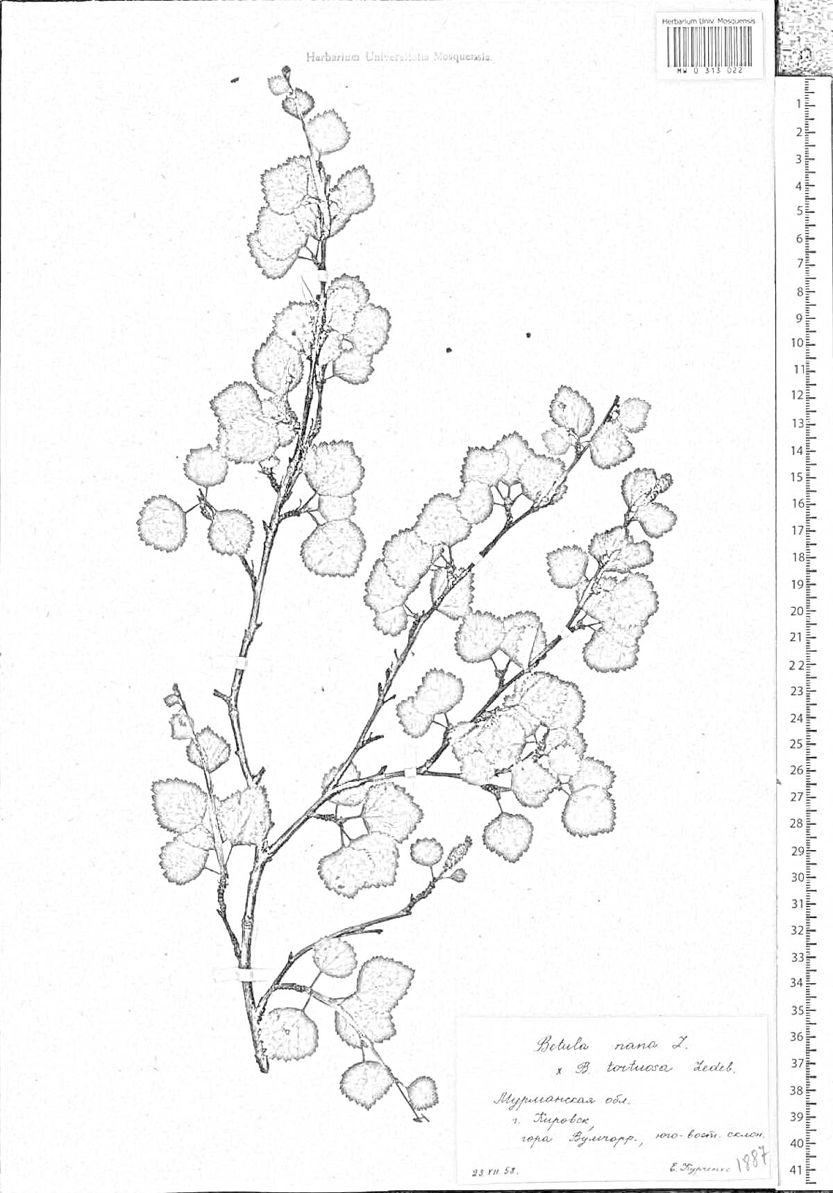 Раскраска Гербарный лист с веткой карликовой березы, листками и запиской с названиями вида