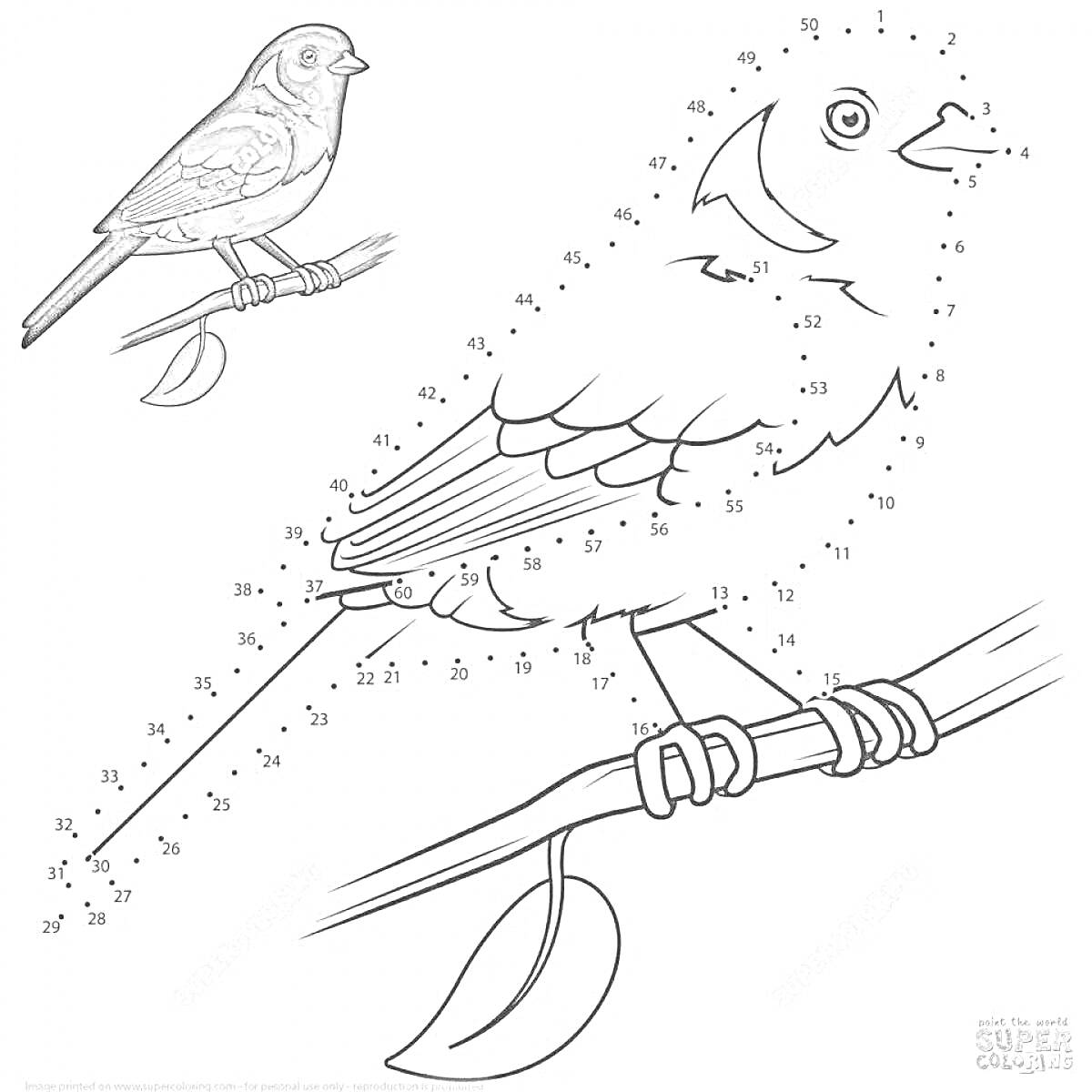 На раскраске изображено: Зимующие птицы, Зима, Природа, Ветка, Птичка, Развивающее задание
