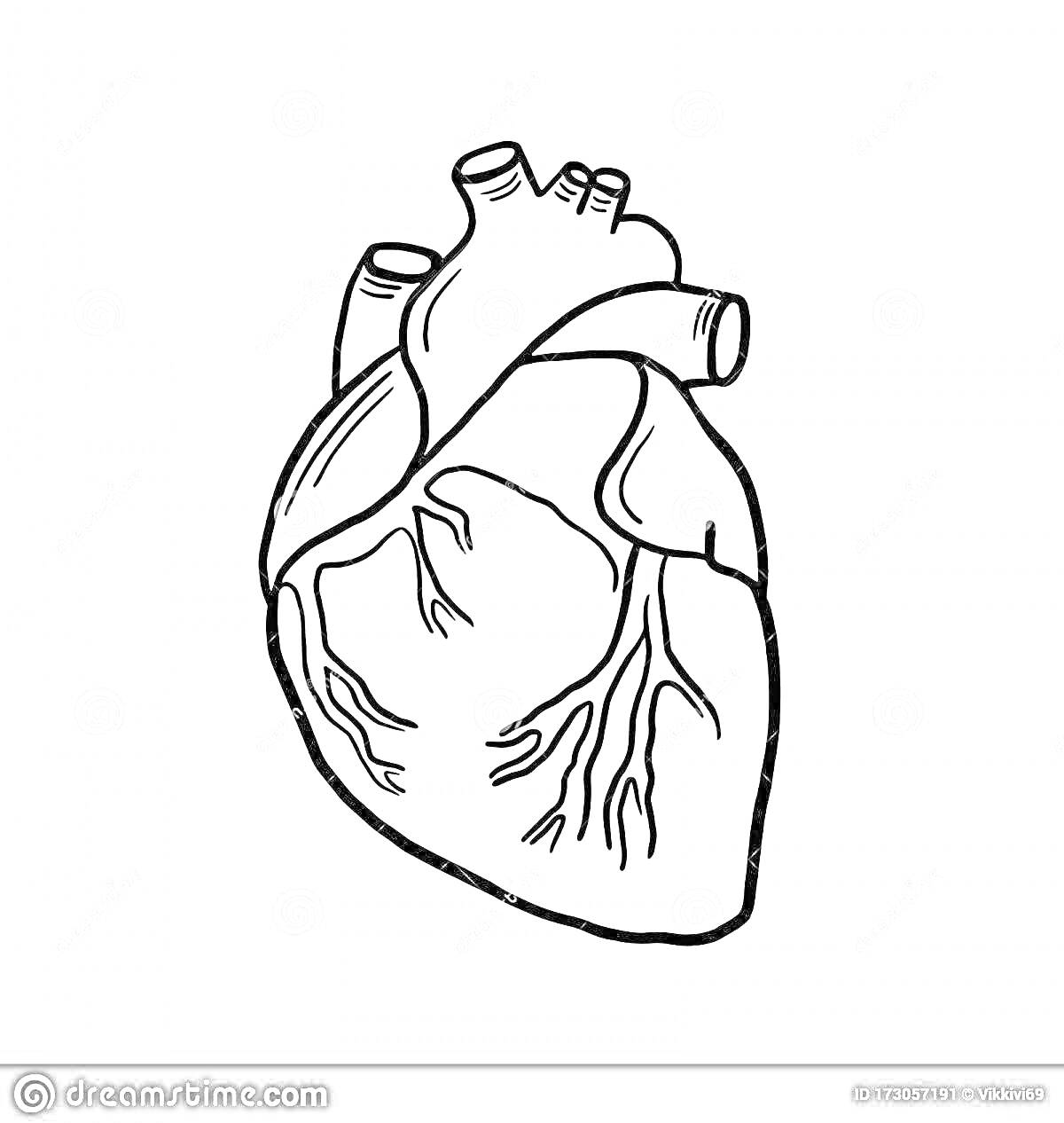 Раскраска Схематическое изображение анатомического строения человеческого сердца, включающее аорту, верхние и нижние полые вены, артерии и венозные сосуды.