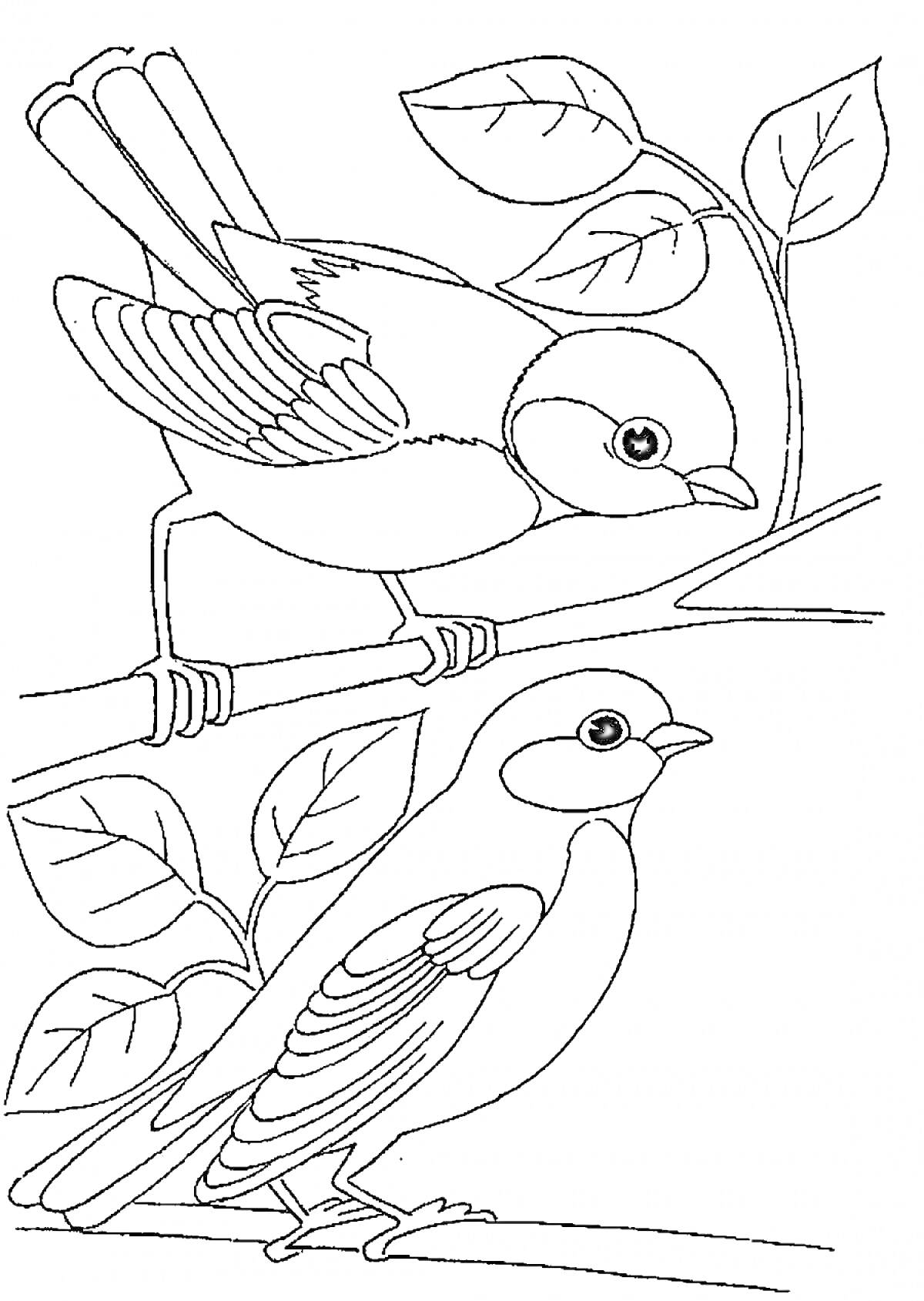 Раскраска Синицы на ветках с листьями