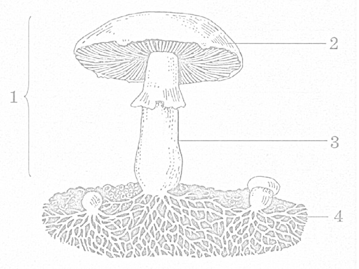 Раскраска строение гриба - шляпка (2), ножка с кольцом (3), грибница (4), общий вид (1)