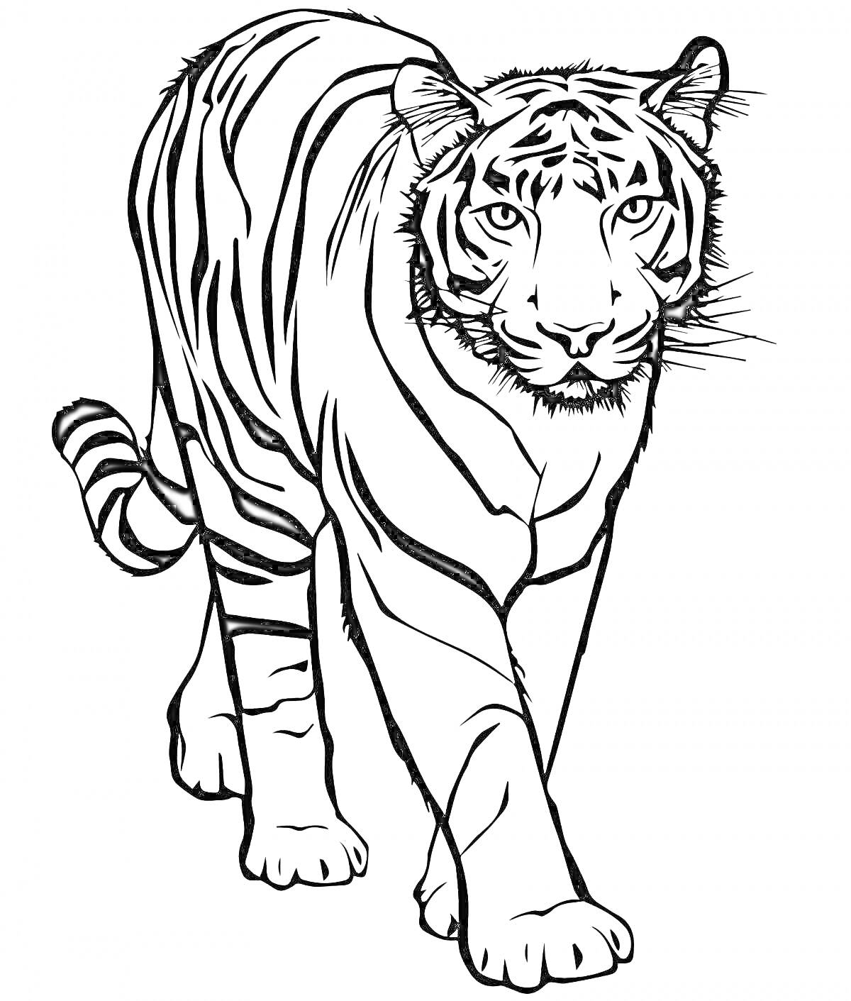 На раскраске изображено: Амурский тигр, Тигр, Для детей, Большие кошки