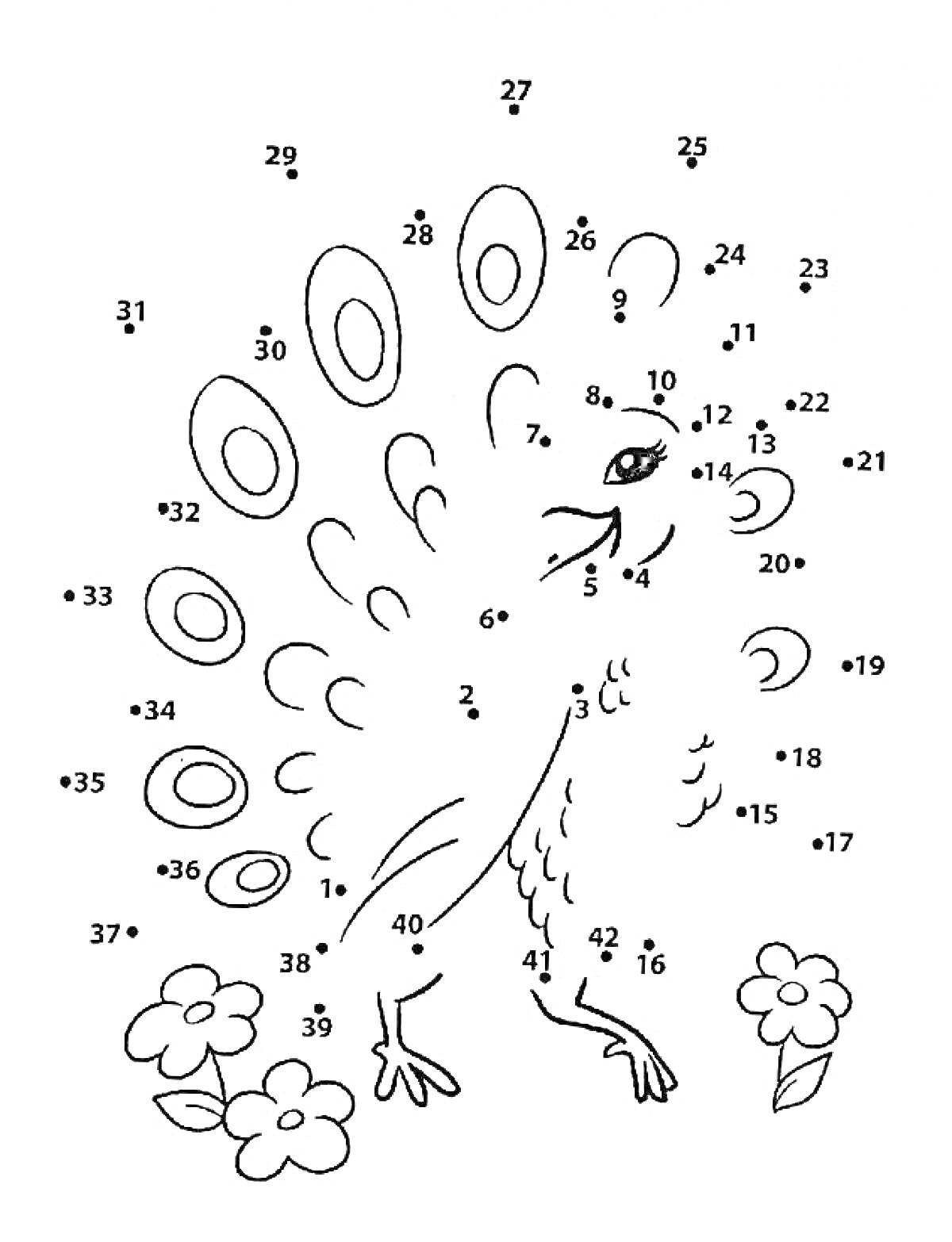 На раскраске изображено: Цифры, Павлин, Хвост, Перья, Цветы, Соедини точки