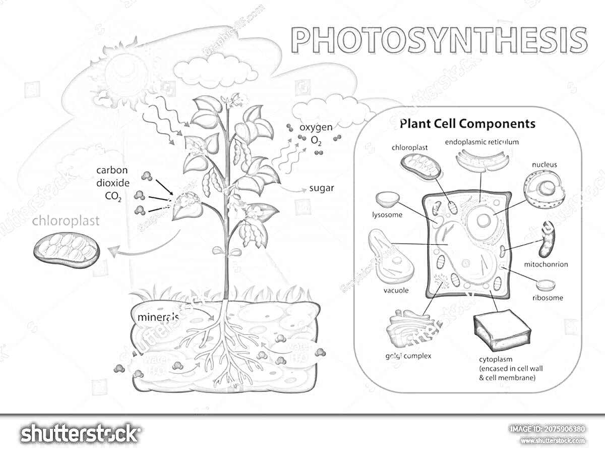 Раскраска Процесс фотосинтеза в растении с компонентами растительной клетки