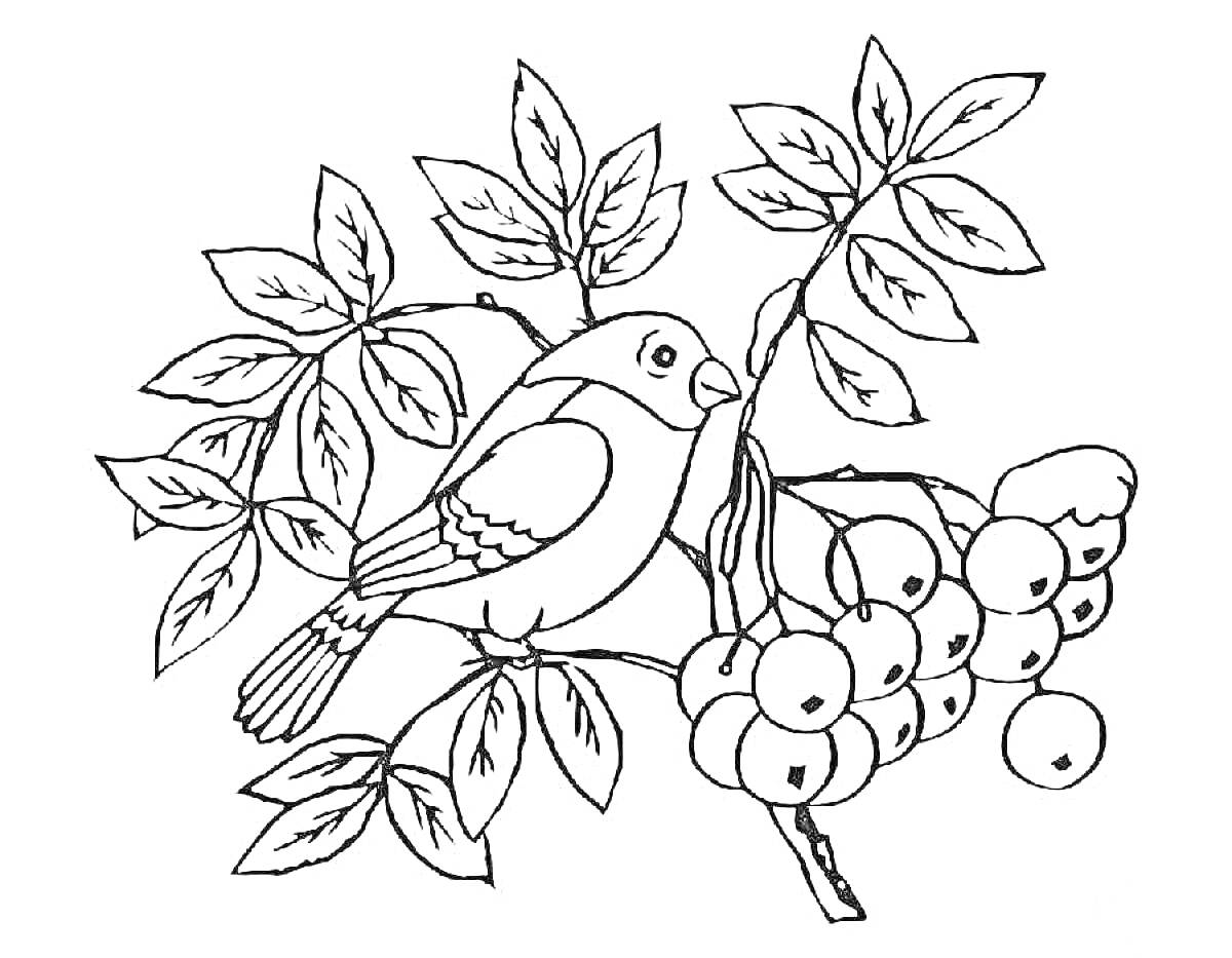 Раскраска Птица на ветке калины с ягодами и листьями
