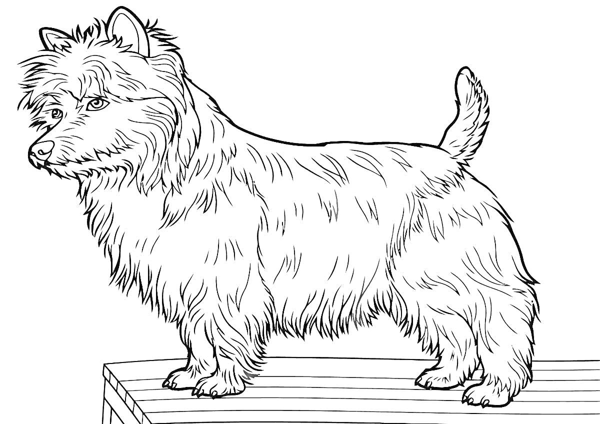На раскраске изображено: Йоркширский терьер, Собака, Животные, Стол, Мех, Шерсть, Контурные рисунки