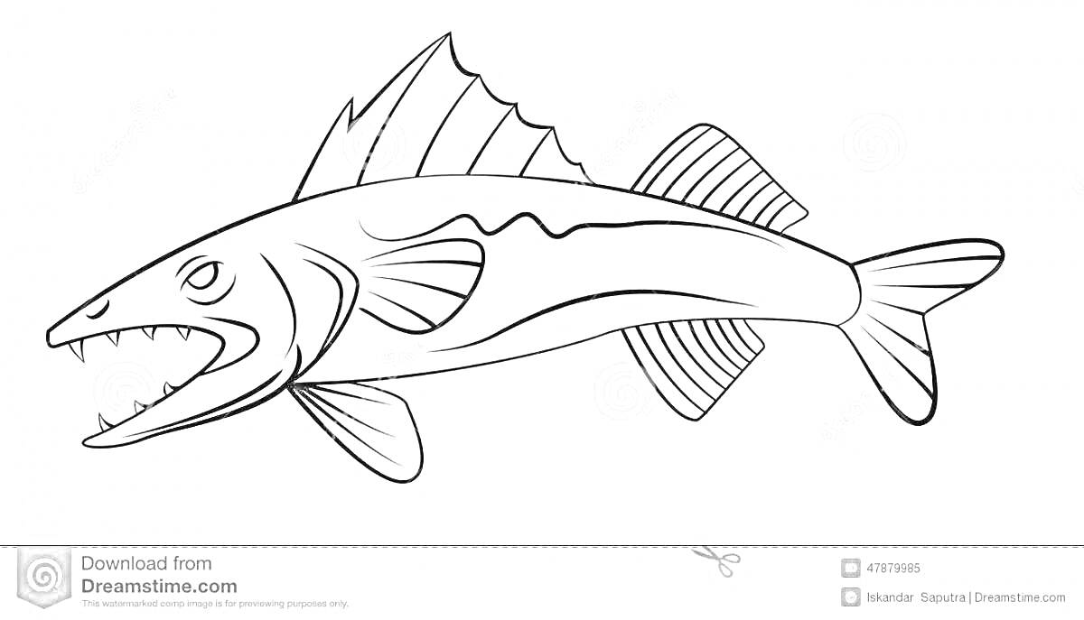 Раскраска судак с плавниками и зубами