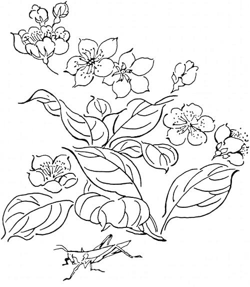 Раскраска Ветвь вишни с цветами и насекомыми