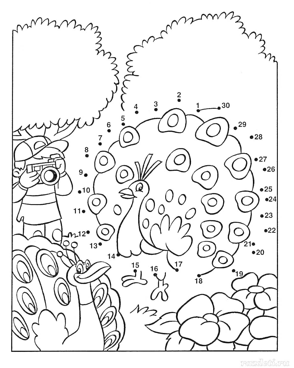 Раскраска ребенок фотографирует павлина в саду, головоломка соедини точки