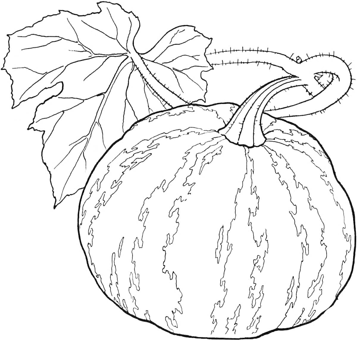 Раскраска Тыква с лозой и листьями.