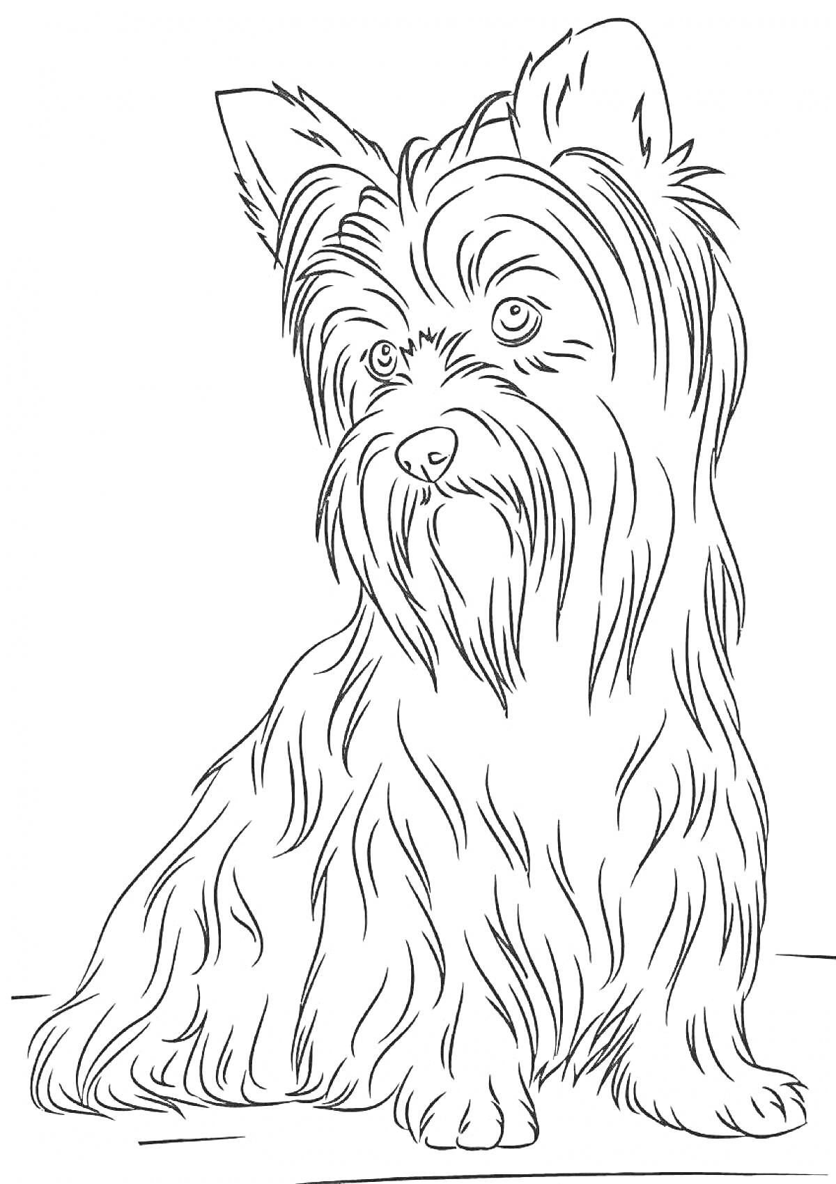 На раскраске изображено: Йоркширский терьер, Собака, Длинная шерсть, Домашние животные, Контурные рисунки