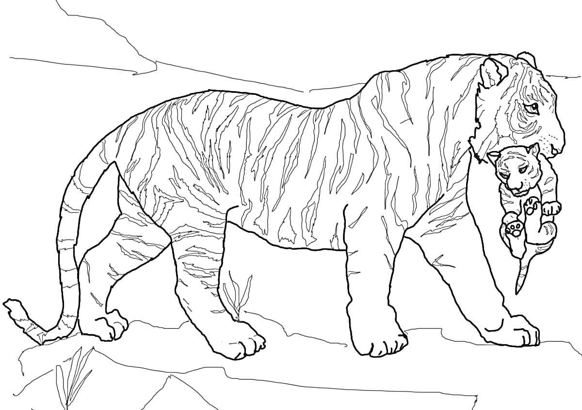 Раскраска Тигрица несет тигренка по скалистому ландшафту