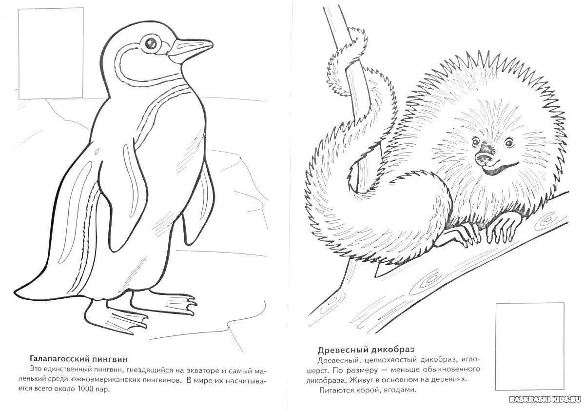 Раскраска Галапагосский пингвин и Длиннохвостый дикобраз