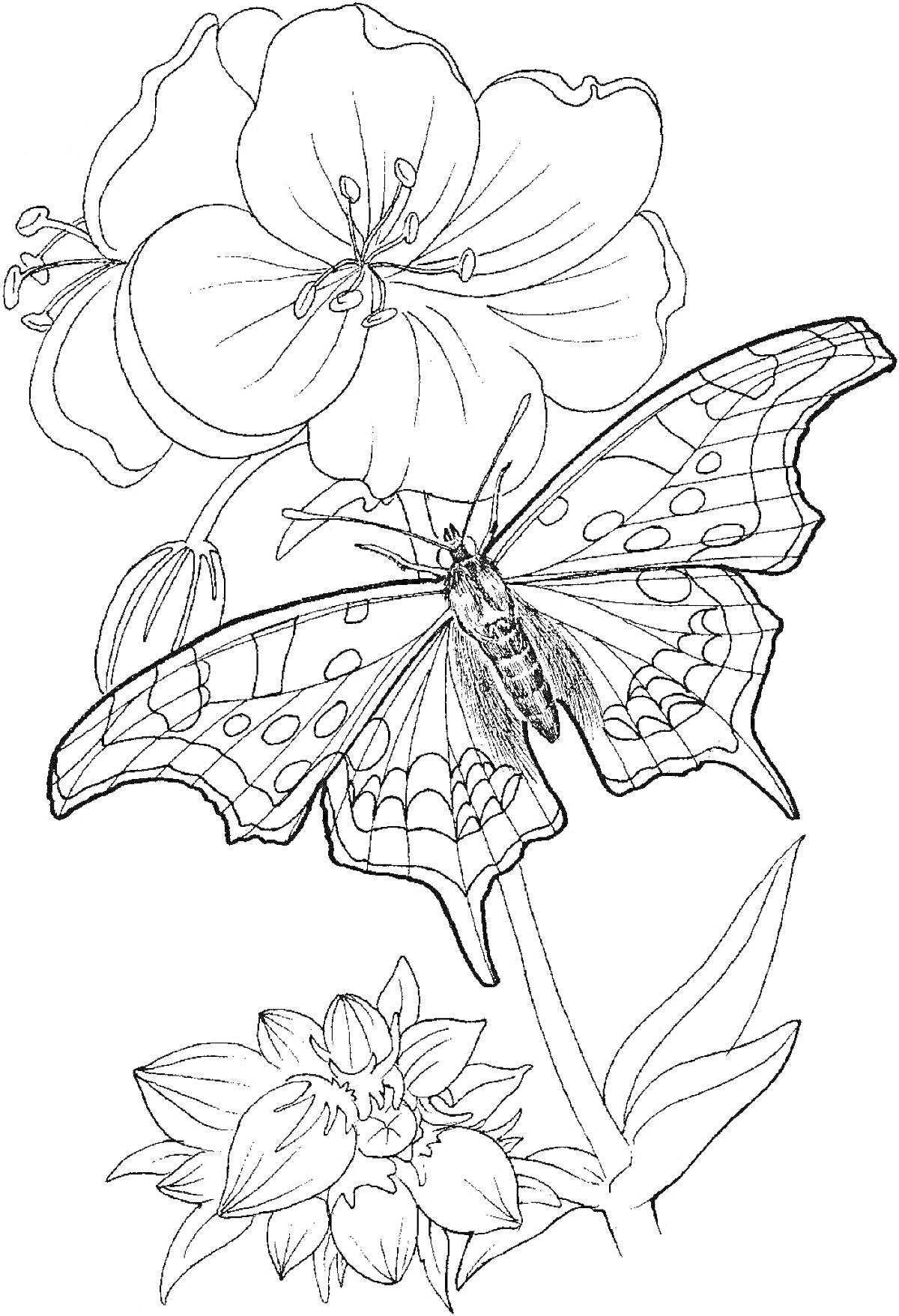 Раскраска Бабочка на цветах с крупными лепестками и мелким цветком