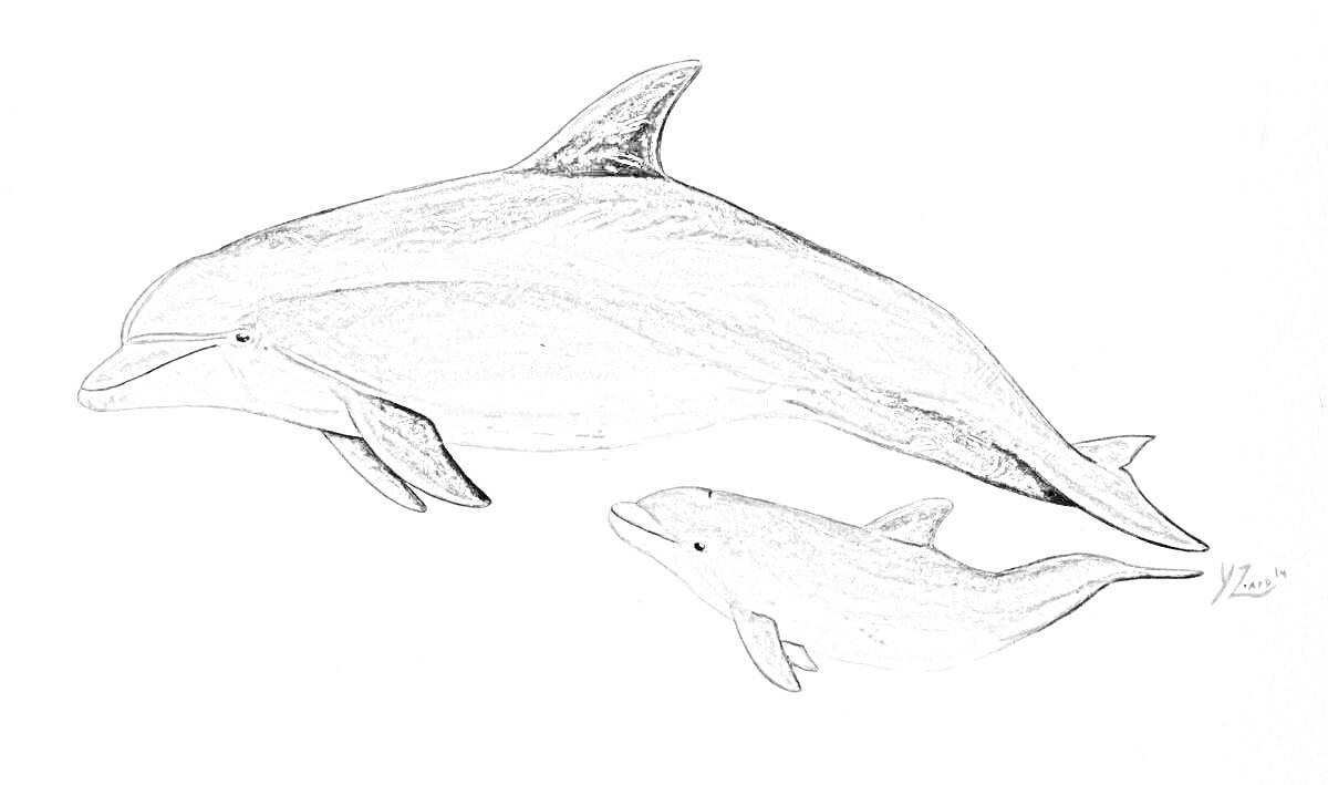 На раскраске изображено: Морская жизнь, Море, Природа, Животные, Иллюстрация