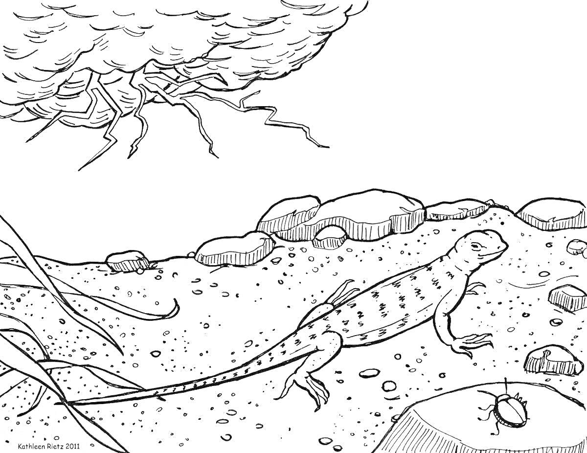 Раскраска Ящерица и насекомое среди камней в пустыне с грозовым небом