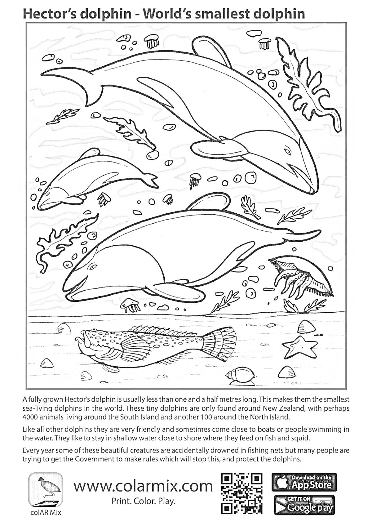 Раскраска Дельфины Гектора, рыбы, водоросли и морские звезды