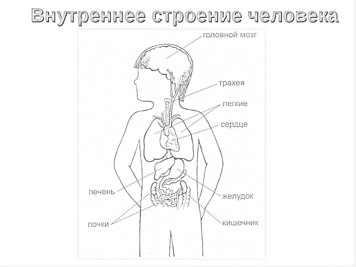 внутреннее строение человека: головной мозг, трахея, легкие, сердце, печень, желудок, почки, кишечник