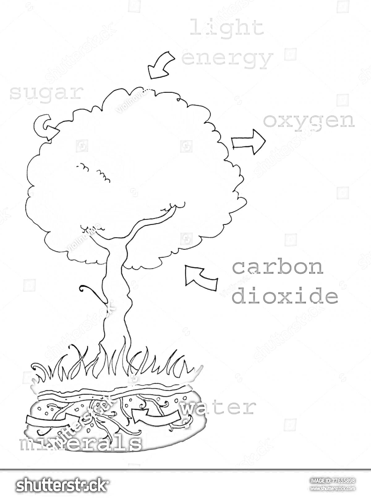 Раскраска Дерево с подписями: световая энергия, сахар, кислород, углекислый газ, минералы, вода