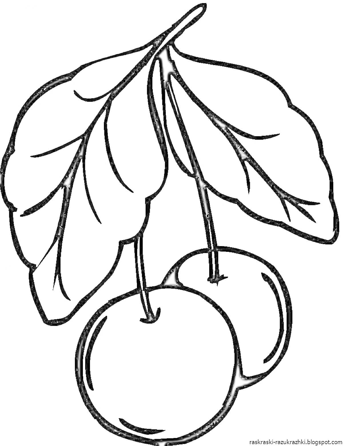 Раскраска Вишня с листьями