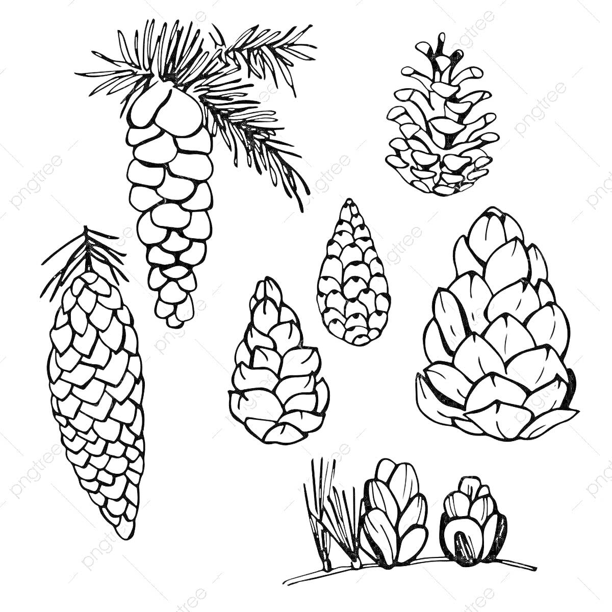 Раскраска Шишки разных видов с хвойными ветками