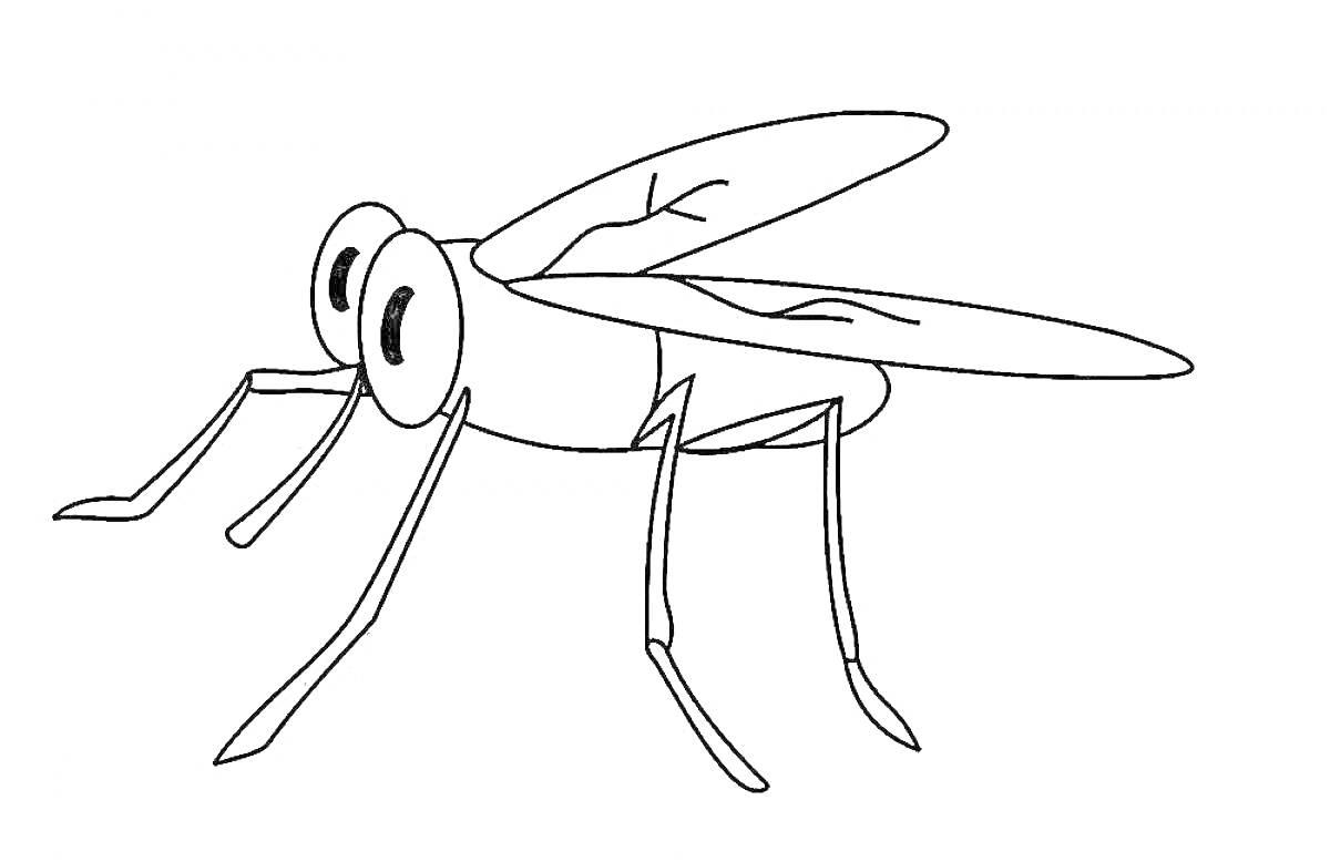 Раскраска Комар с большими глазами и длинными ногами
