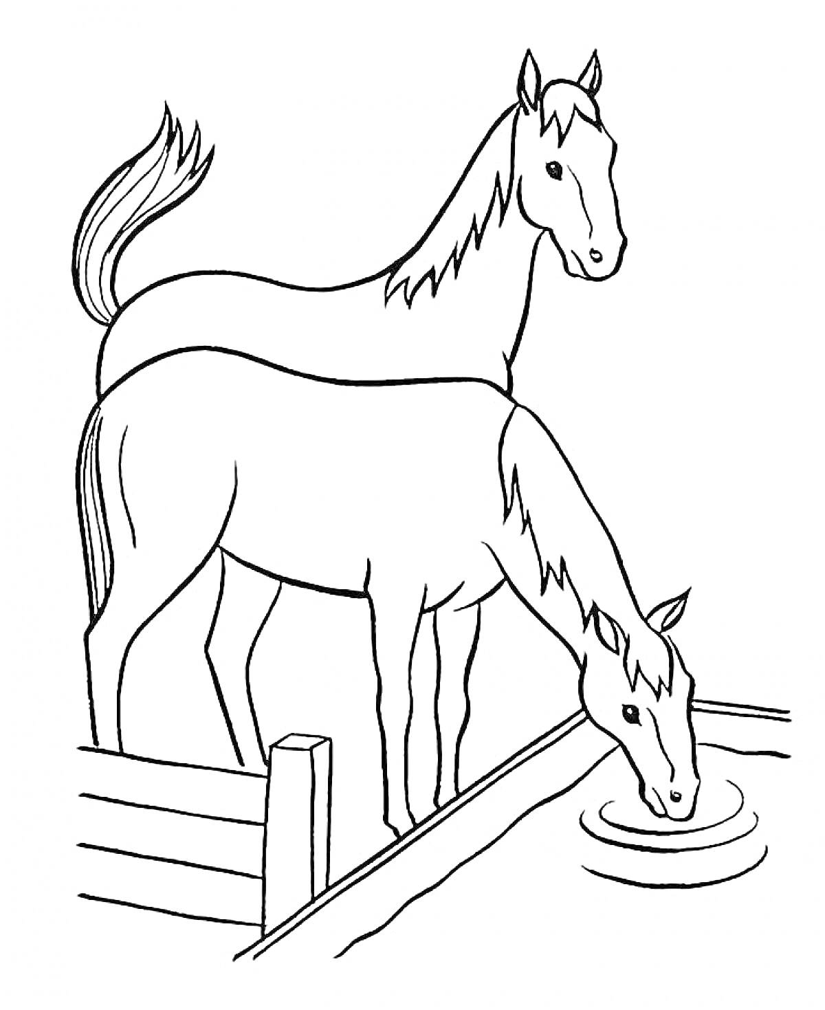 Две лошади возле забора, одна пьет воду из водоема