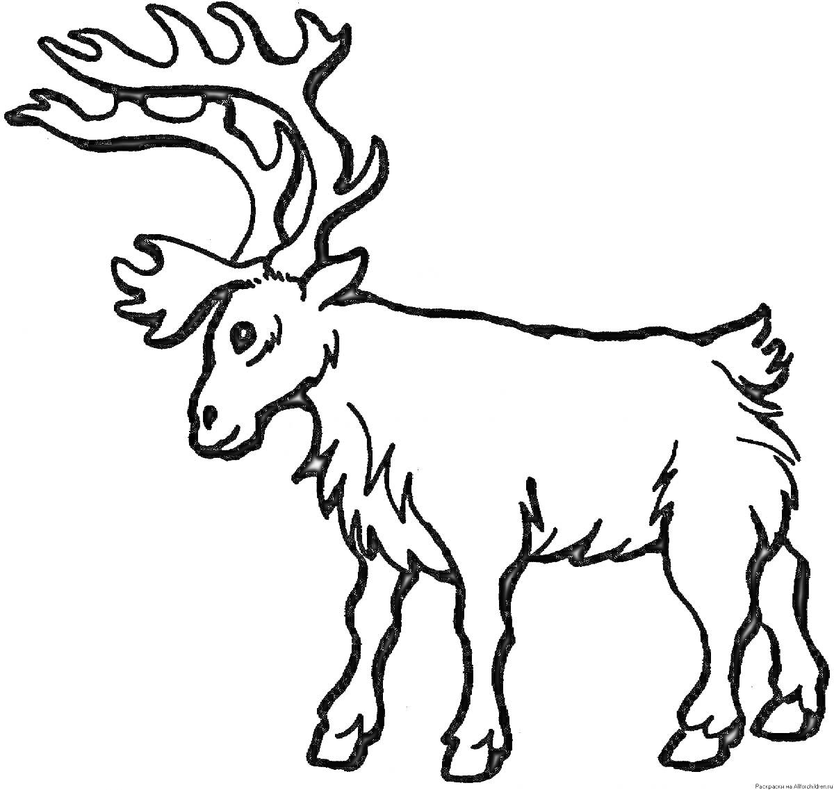 Раскраска Раскраска северного оленя с большими рогами и пушистым мехом