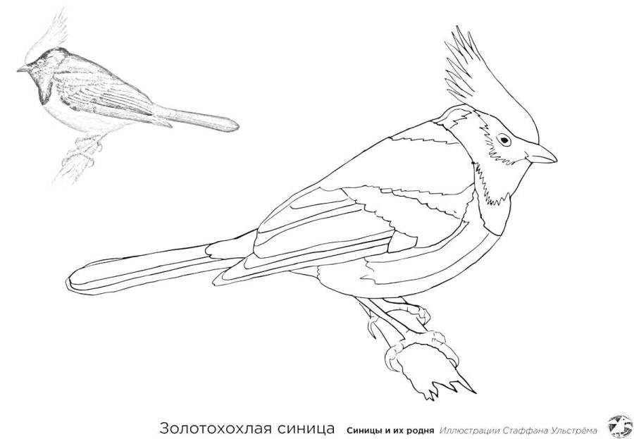 Отметь рисунок на котором изображена синица. Отметь рисунок на котором изображена синица