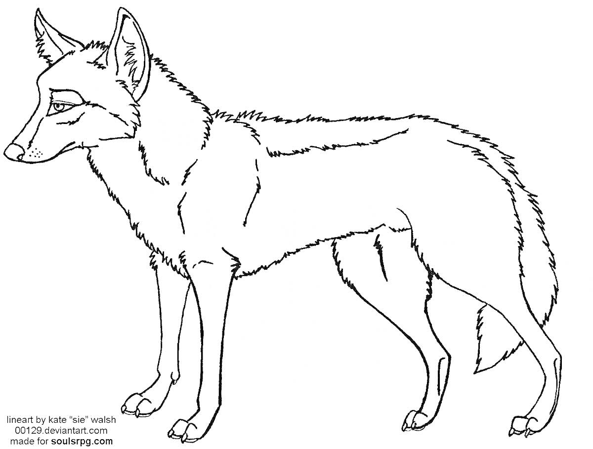 Раскраска Контурная раскраска шакала, стоящего на четырех лапах