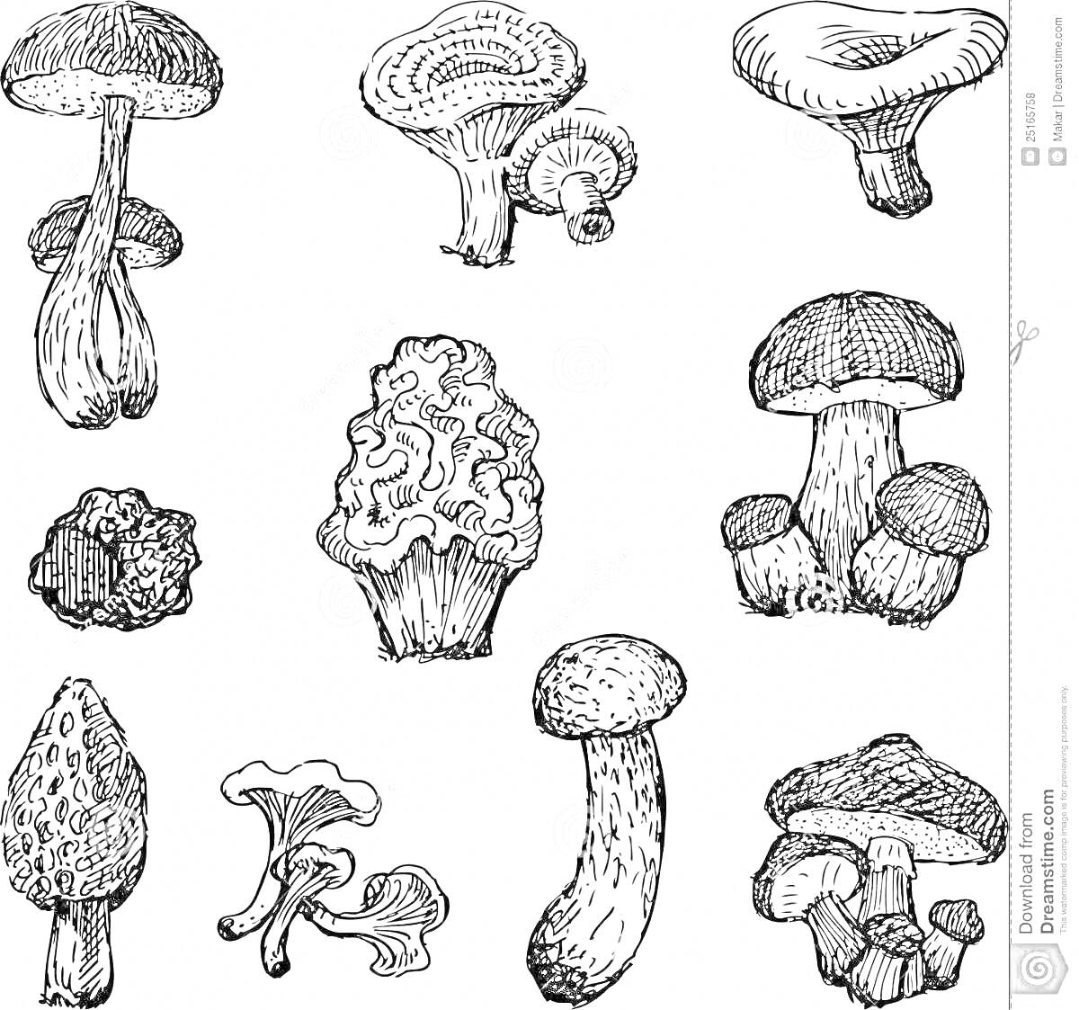 Раскраска Грибы - съедобные и ядовитые: грибы разных видов в черно-белых линиях