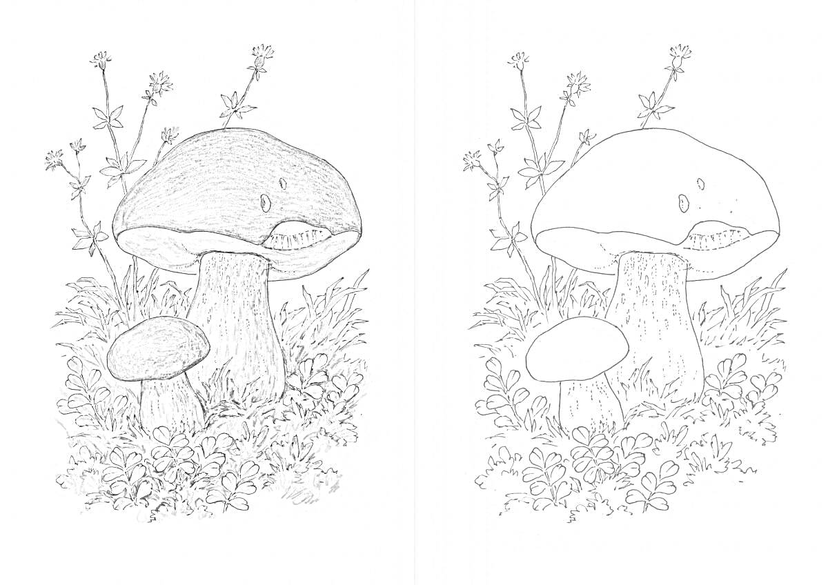 Раскраска Два гриба на фоне травы и цветов