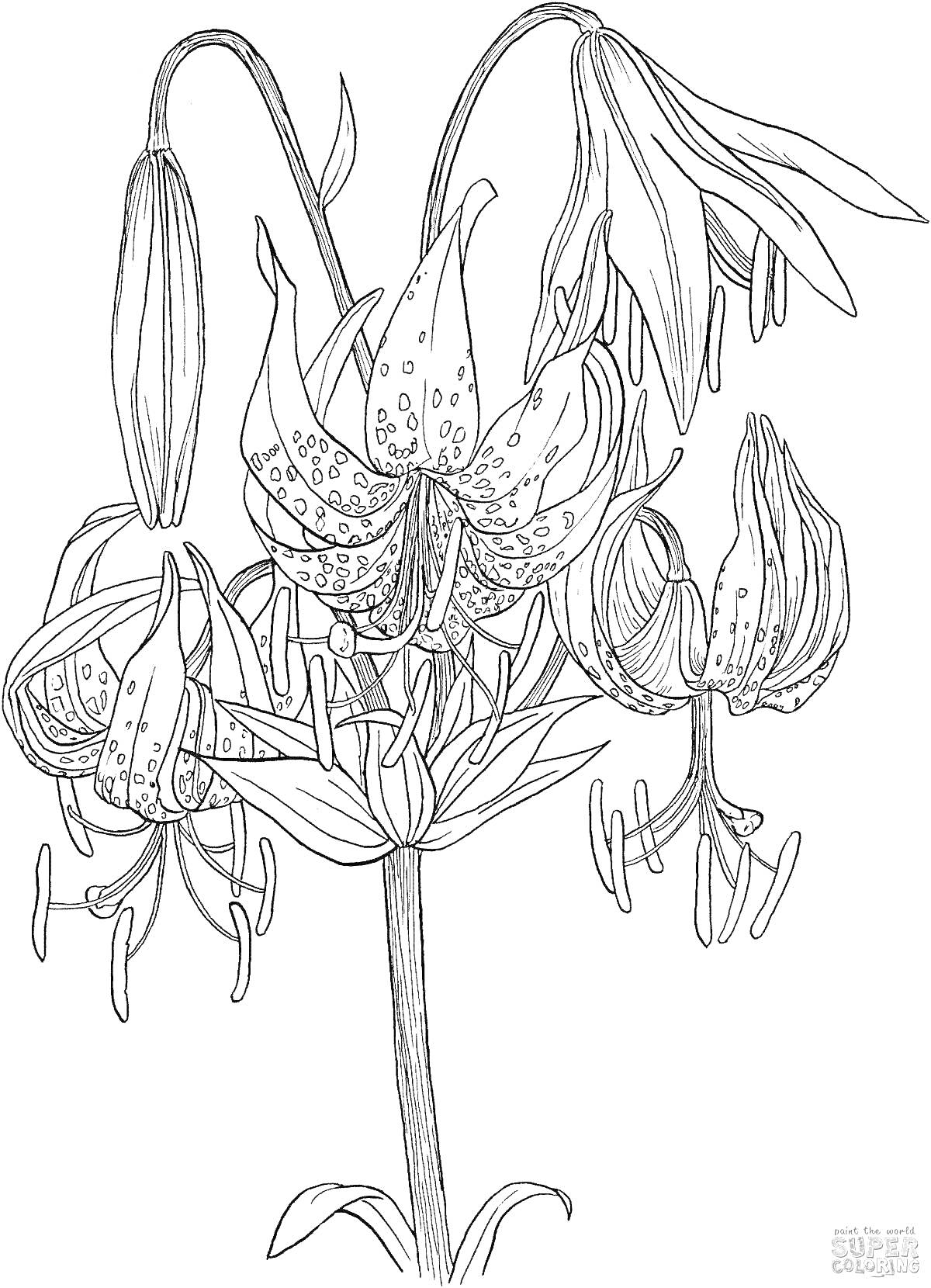 На раскраске изображено: Листья, Природа