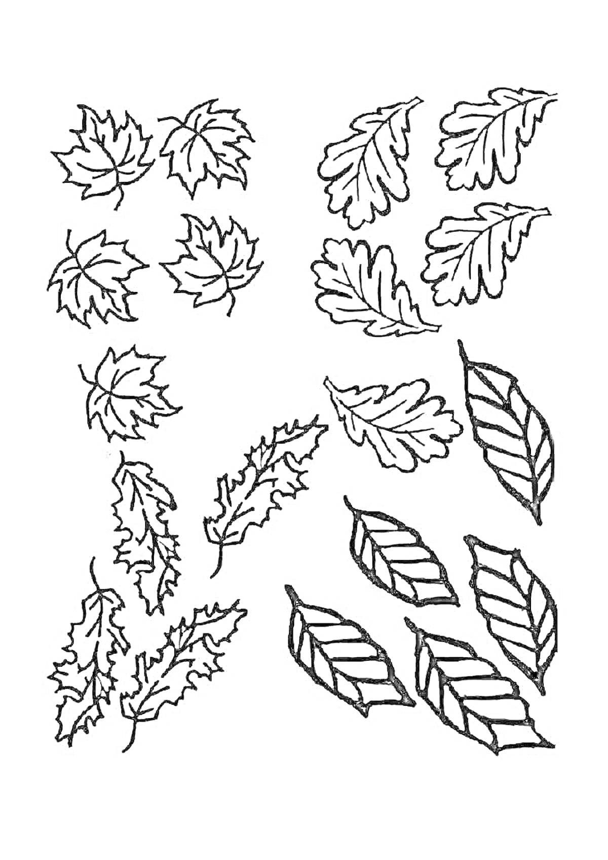 Раскраска Разные виды листьев - кленовые, дубовые, пальмовые и другие