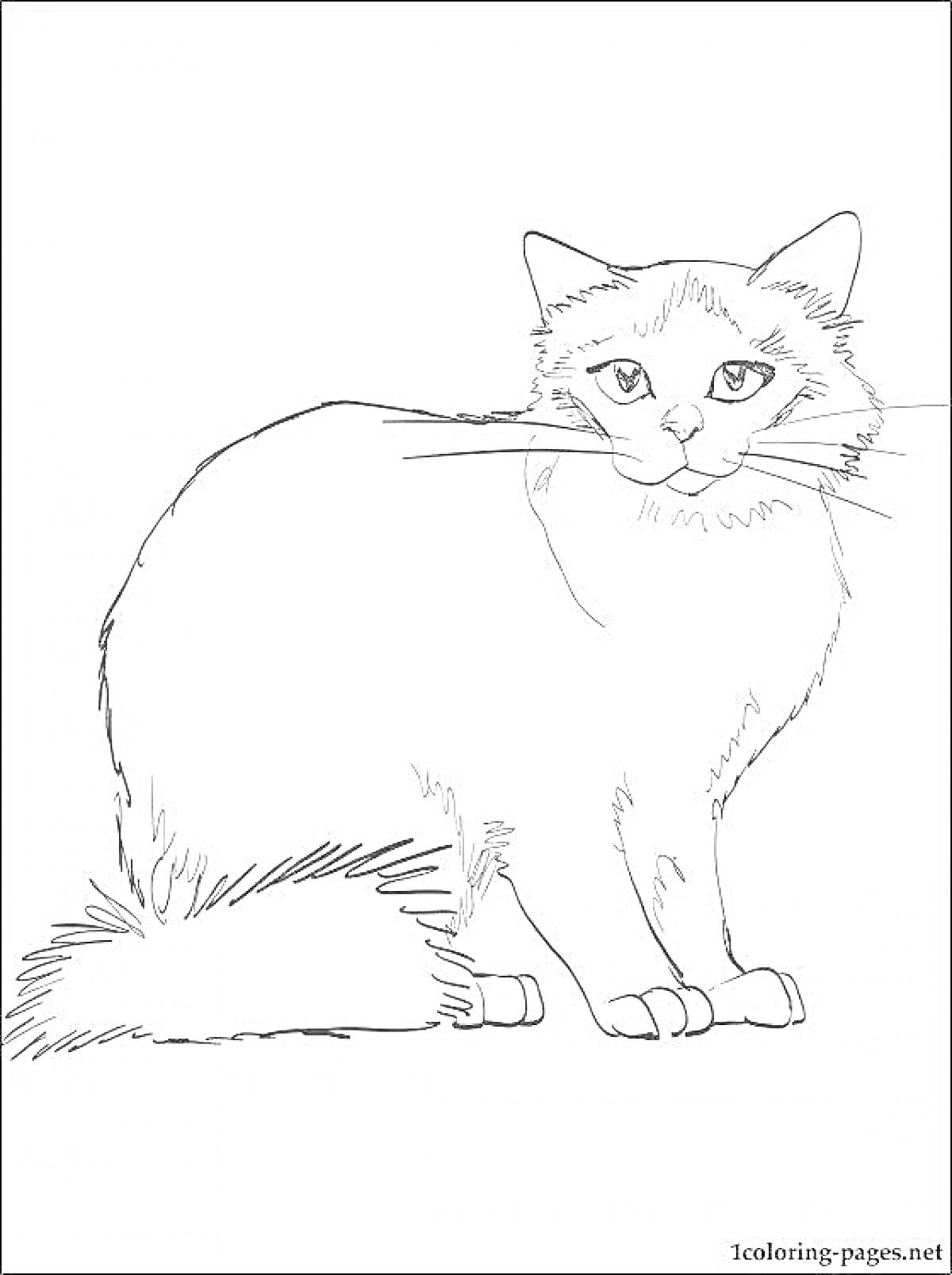 На раскраске изображено: Сидящая кошка, Длинный хвост