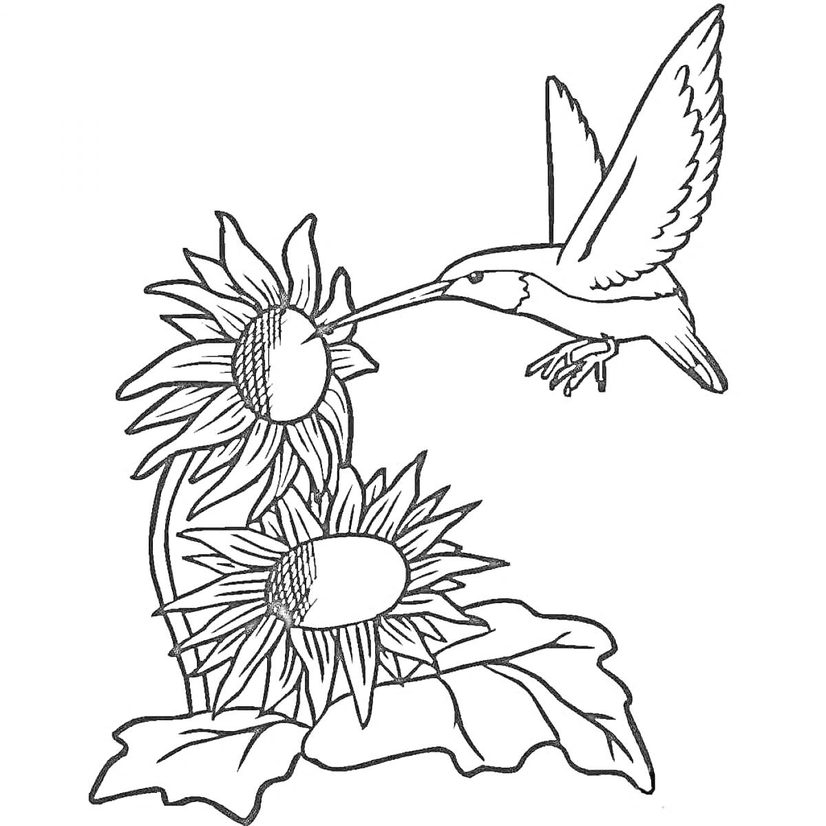На раскраске изображено: Колибри, Подсолнухи, Цветы, Птица, Для детей, Природа