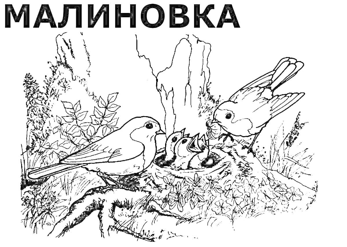 На раскраске изображено: Гнездо, Листья, Природа, Для детей, Птица