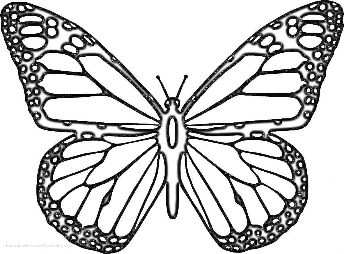 Раскраска Изображение бабочки с расправленными крыльями с черными контурами крыльев