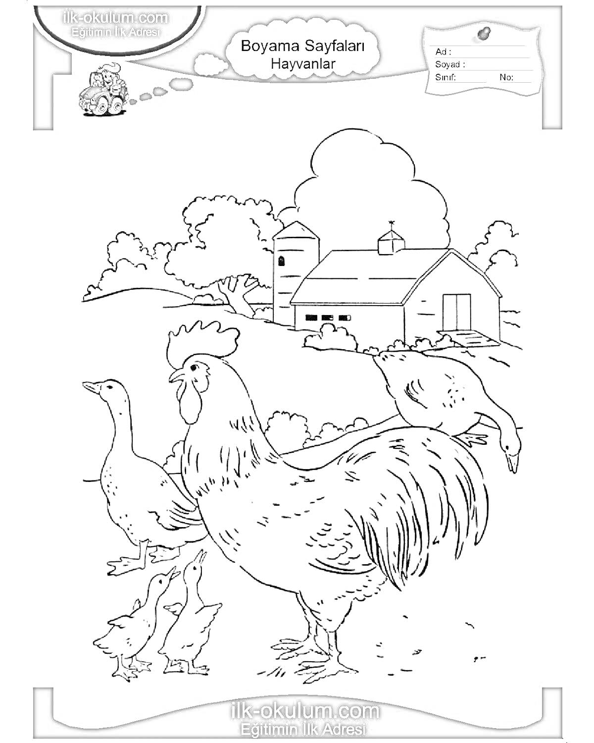 Раскраска Петух, гуси и утята на ферме, сарай и деревья на заднем фоне