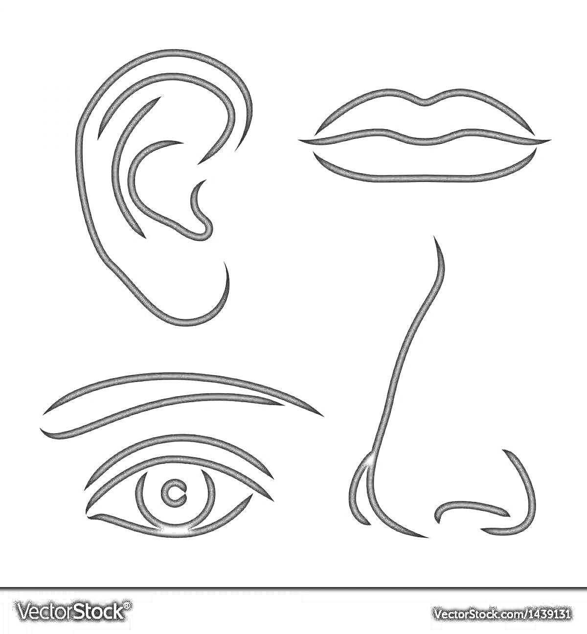 На раскраске изображено: Ухо, Губы, Нос, Бровь, Контурные рисунки