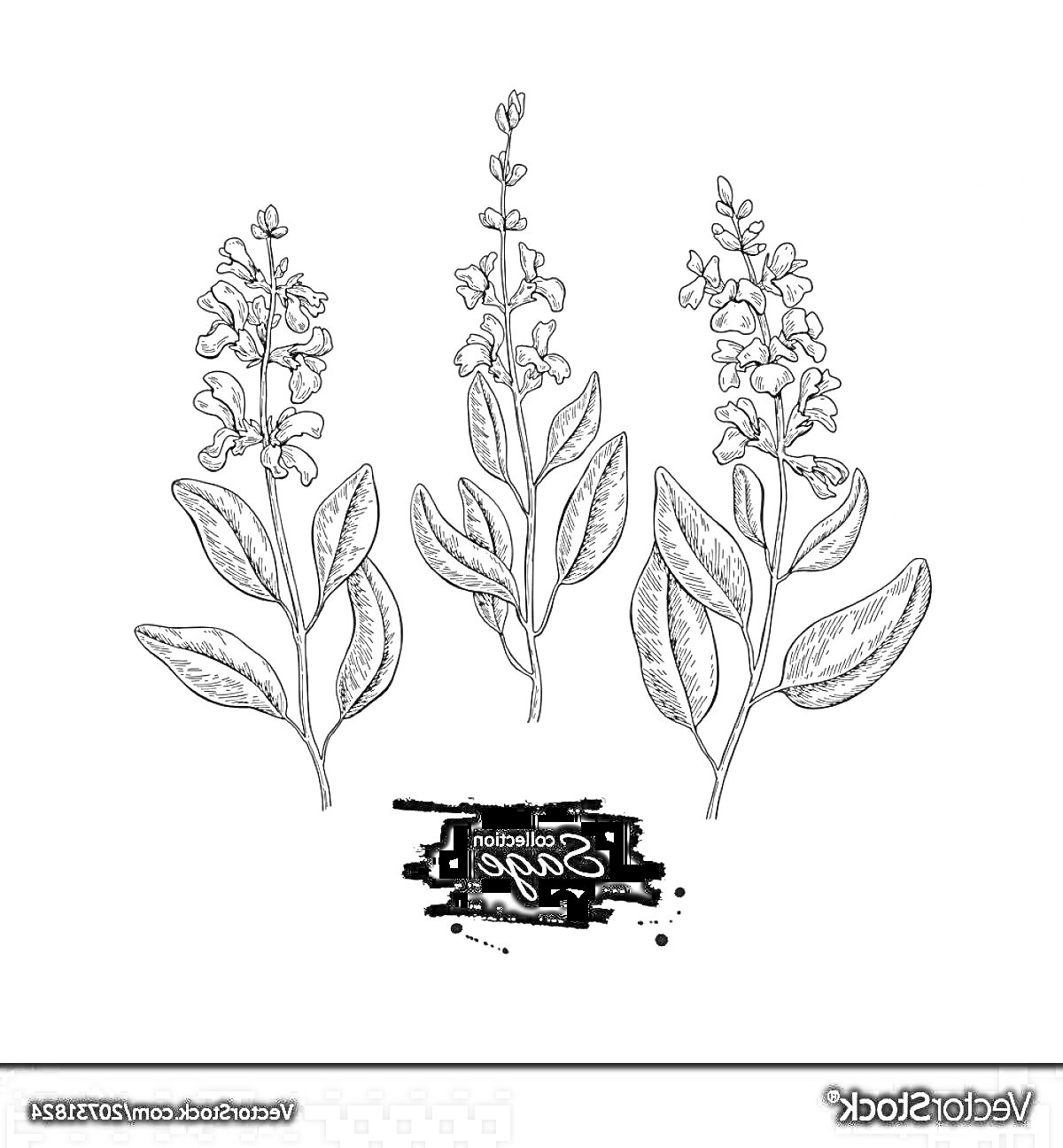 Раскраска Шалфей с тремя цветущими стеблями и чернильным пятном