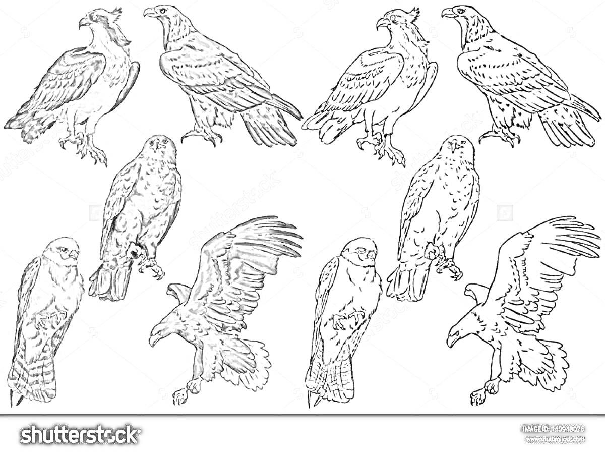 Раскраска с изображением различных хищных птиц, парный и одиночный орёл в разных позах