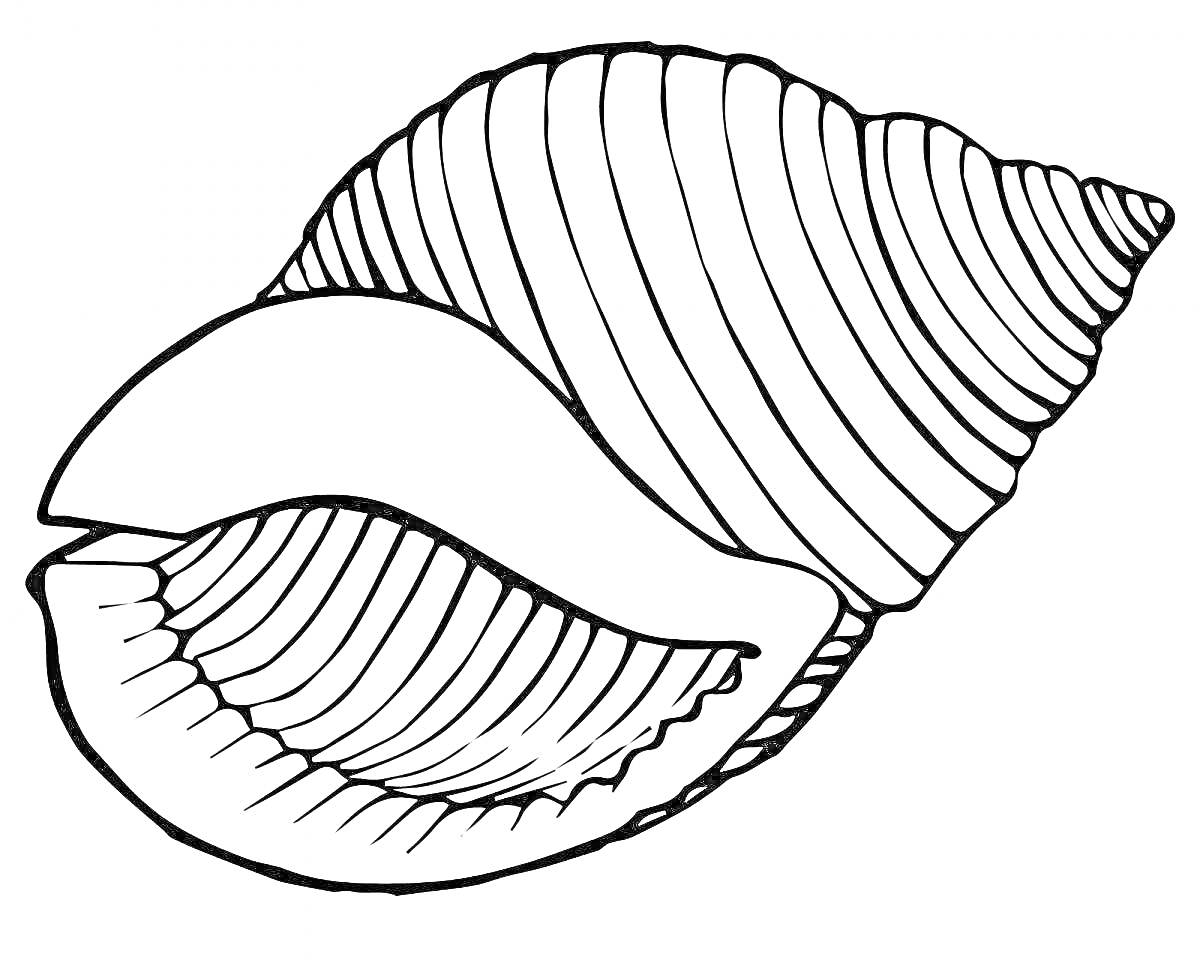 Раскраска Ракушка крупным планом с видимыми ребристыми деталями