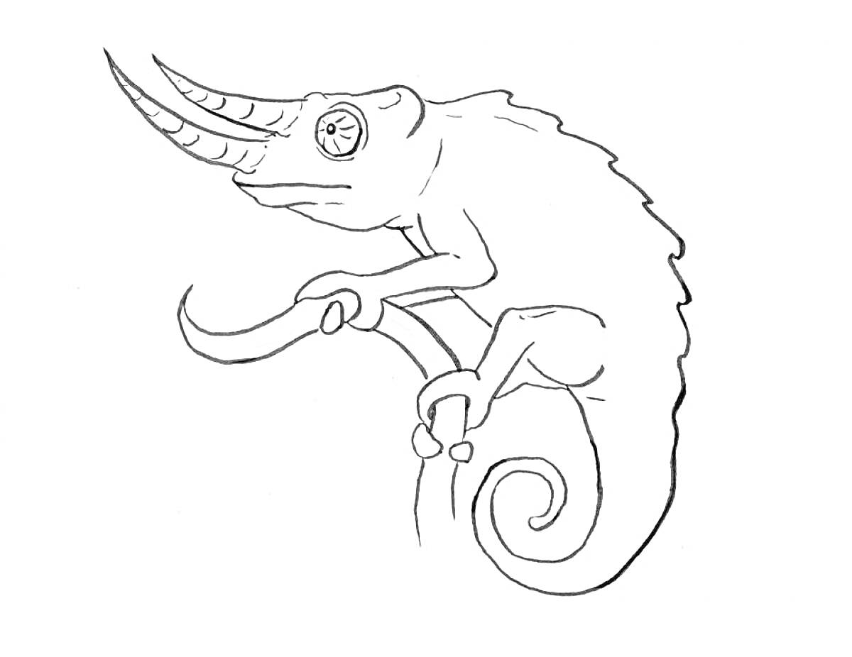 На раскраске изображено: Хамелеон, Ветка, Животные, Контурные рисунки, Рептилии
