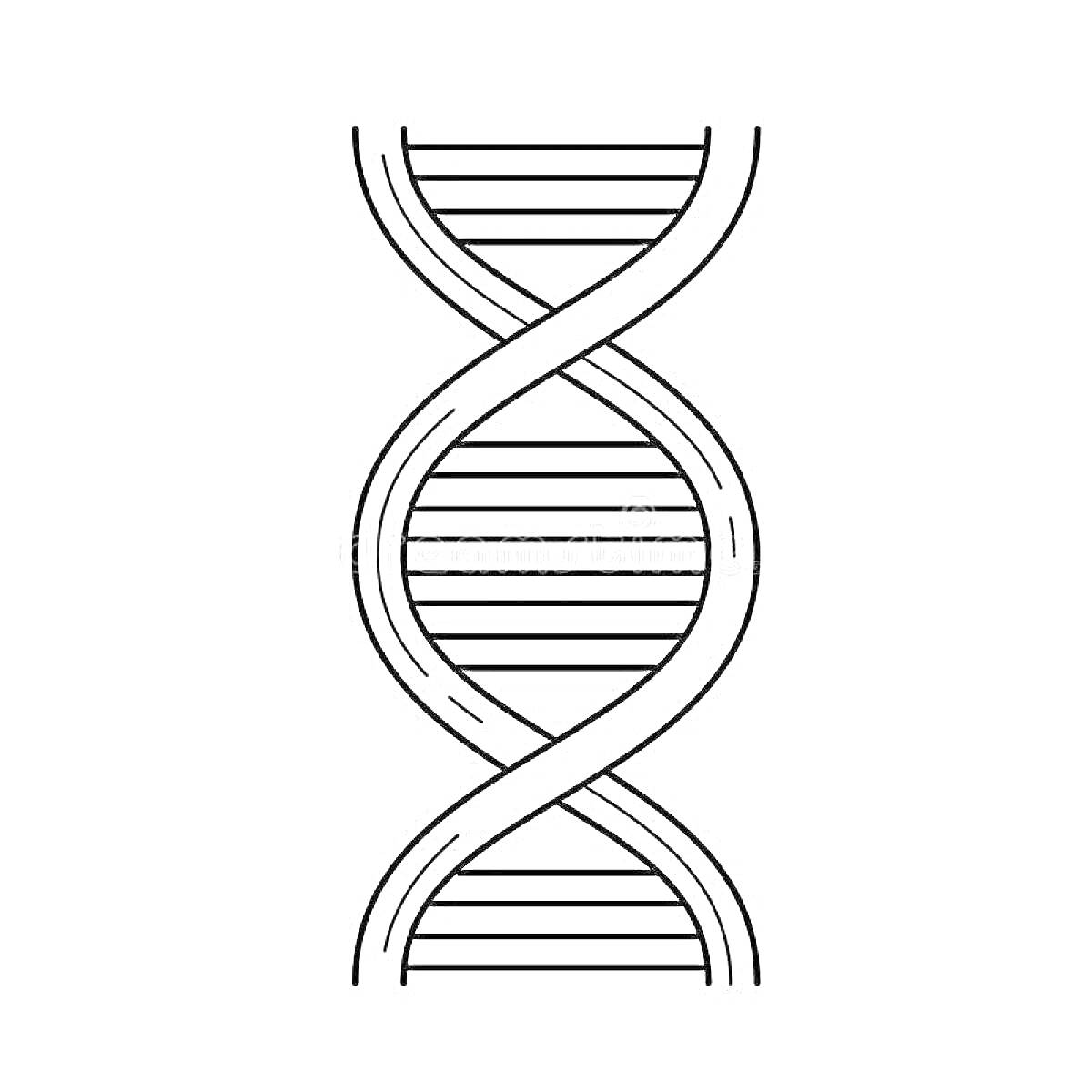 Двойная спираль ДНК с поперечными полосами