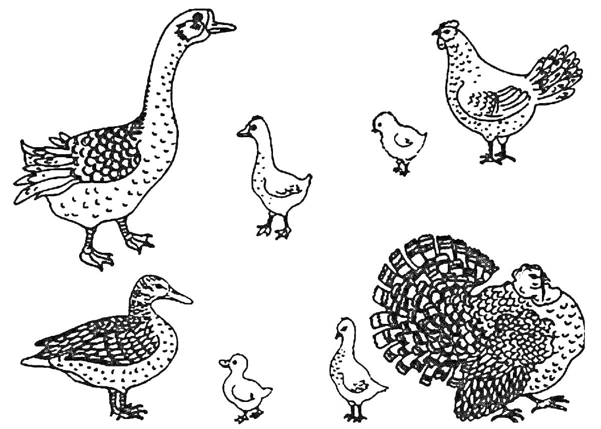 На раскраске изображено: Гусь, Утка, Утята, Цыплёнок, Индейка, Курица, Домашние птицы